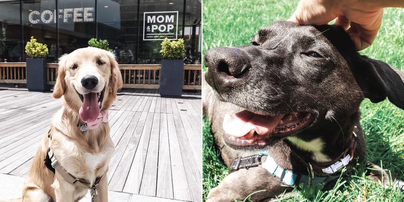 Blue Paw Dog Walks, LLC