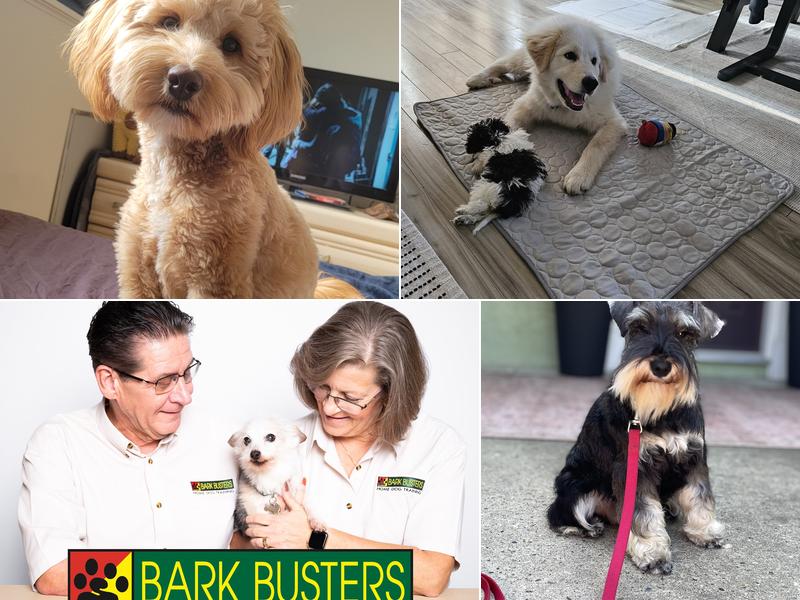 Bark Busters In-Home Dog Training