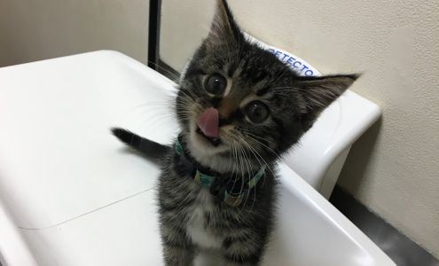 Westbrook Veterinary Clinic