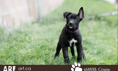 Animal Rescue Foundation (ARF)