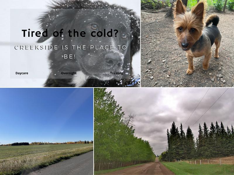 Creekside Pet Boarding & Daycare