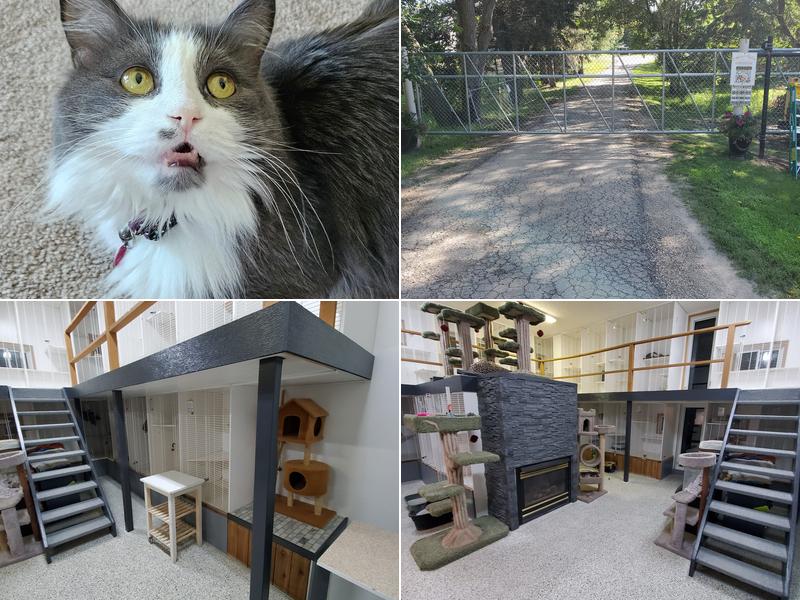 Calico Hills Kitty Lodge