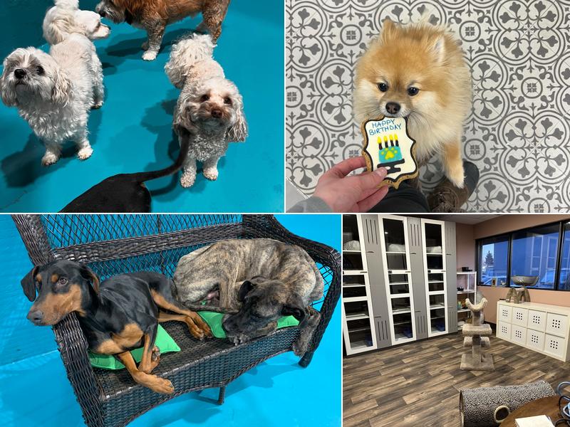 Posh Pooch Hotel and Daycare