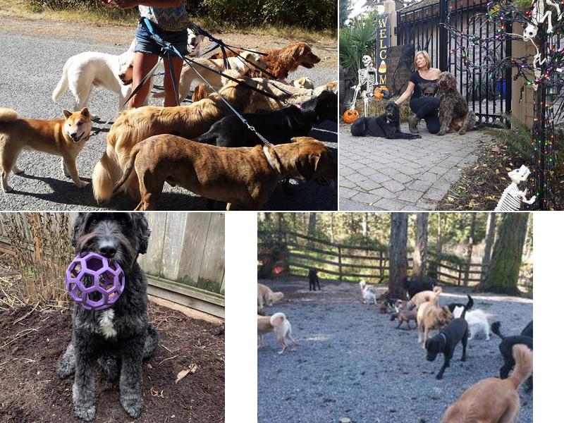 A Pawsh Oasis Pet Resort