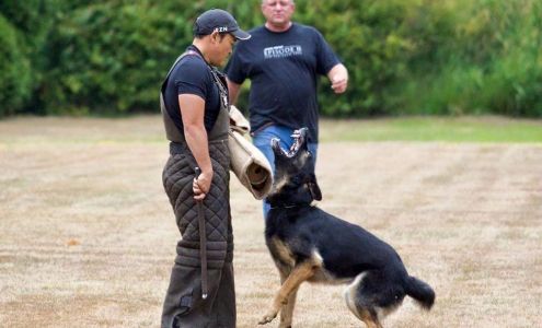 Action K9 Services - Dog Training
