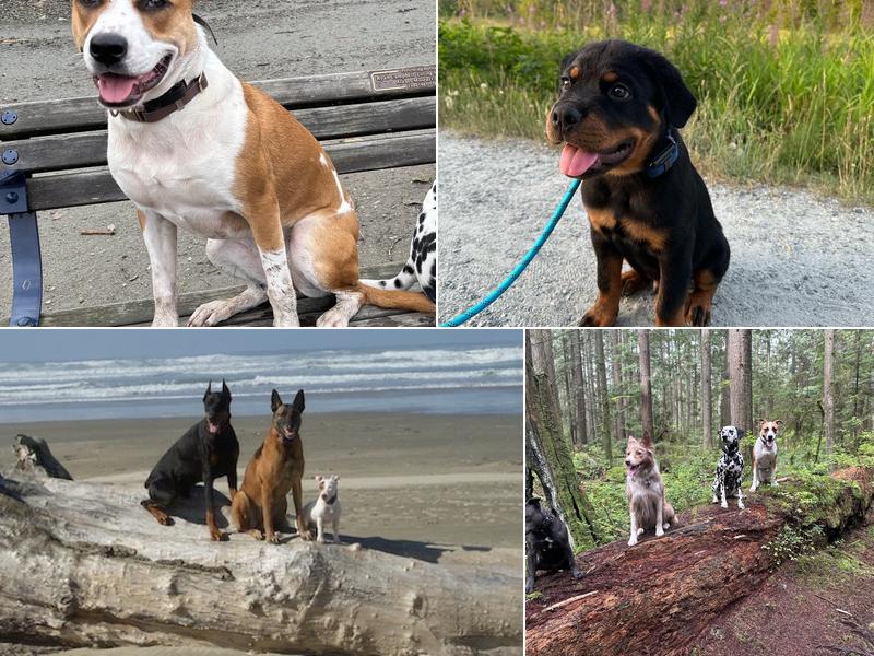 Sit Happens Dog Training Inc.