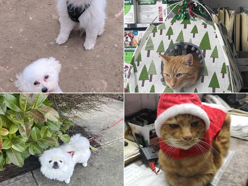 Metrotown Animal Hospital