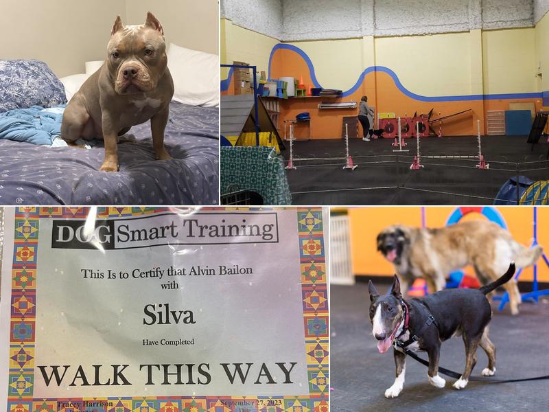 DOGSmart Training & Smart DAYcare