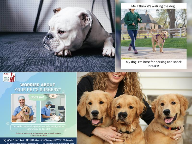 Apex Animal Hospital