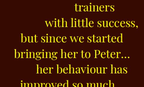 Country Ranch Dog Boarding and Training