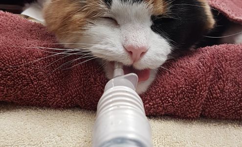 CBS Animal Hospital 4 Coffee Creek Pl, Conception Bay South Newfoundland and Labrador A1W 0B6