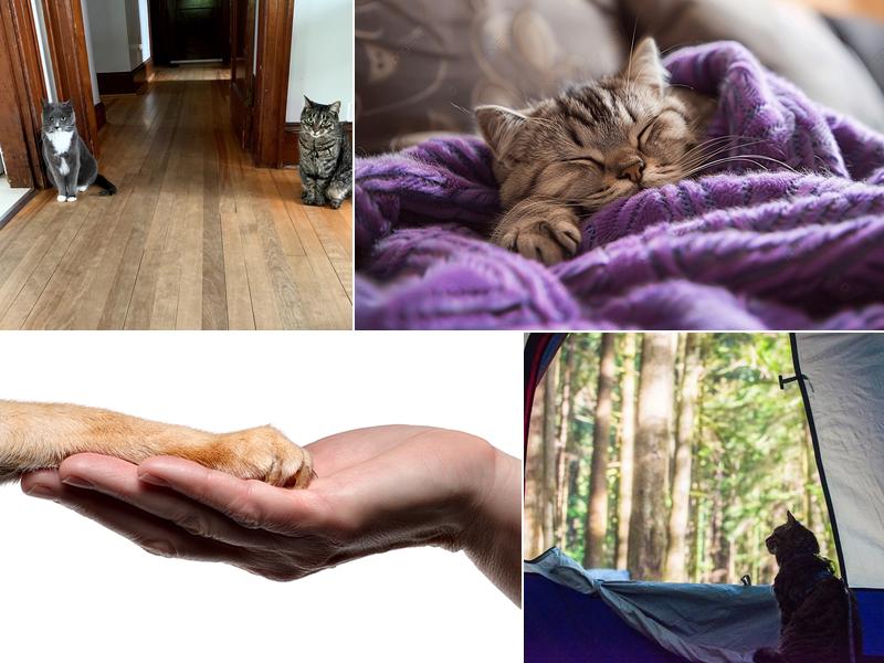 Atlantic Cat Hospital