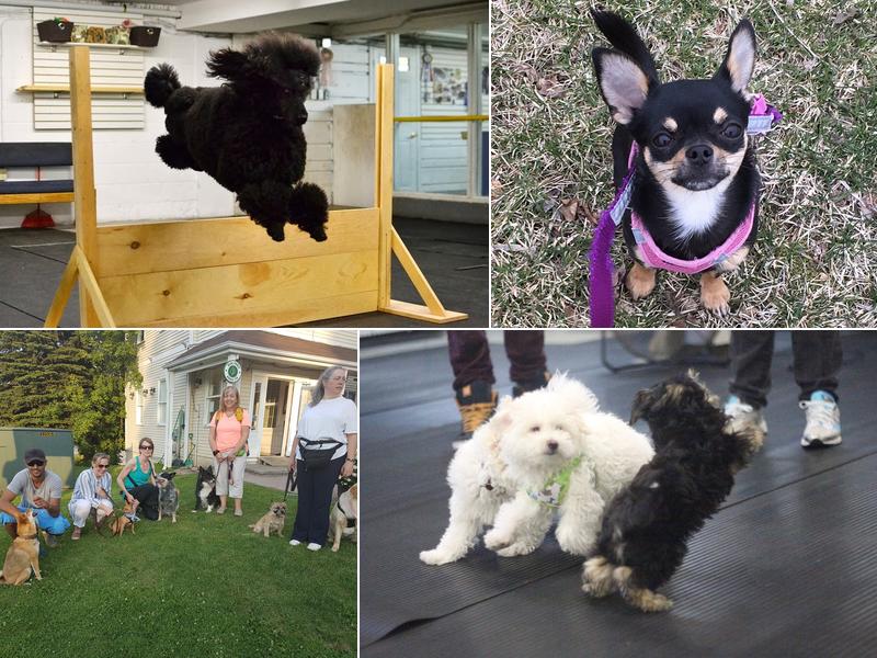 Just Fur Fun Canine Campus Training Centre