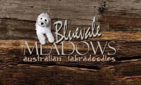 Bluevale Meadows Australian Labradoodles Wingham