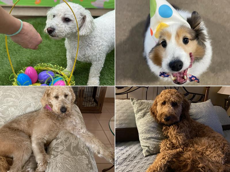 Crossroads Canine Academy & Daycamp