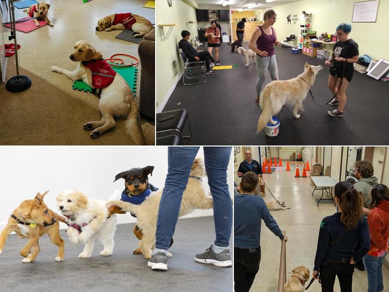 When Hounds Fly (Dundas West)