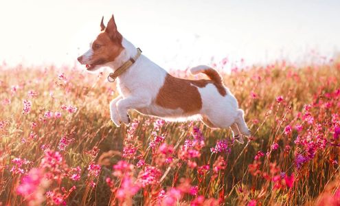 Bloor Street Animal Hospital