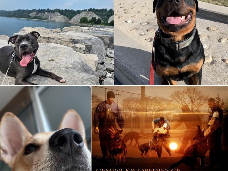 Gemini K9 Obedience & Training Equipment