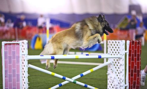 Canine Companion Training Academy Brigden