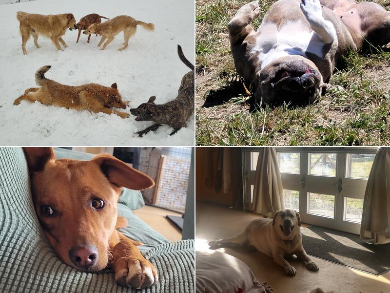 Kelly's Creature Comforts LLC