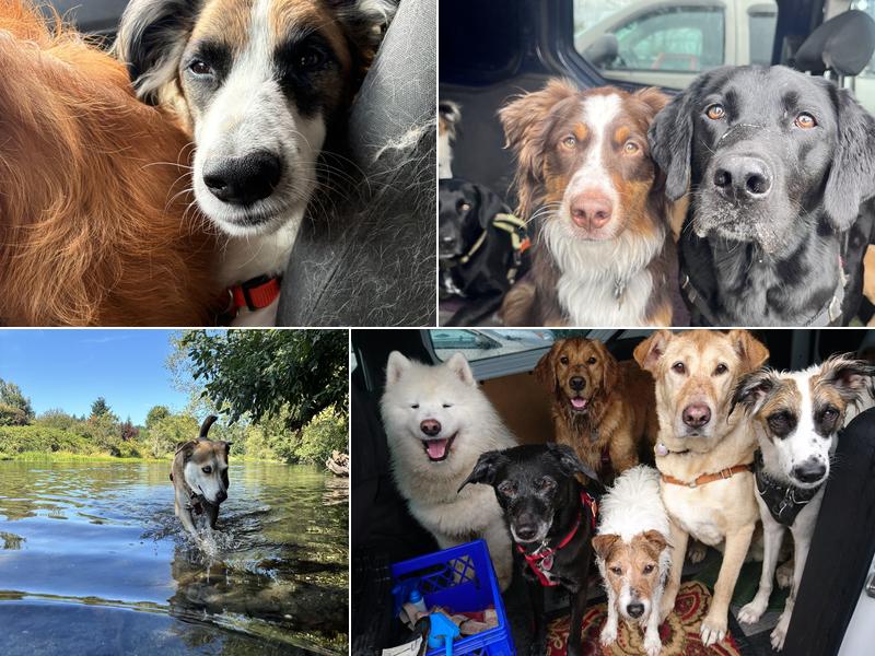 Veda's Dog Day Afternoon