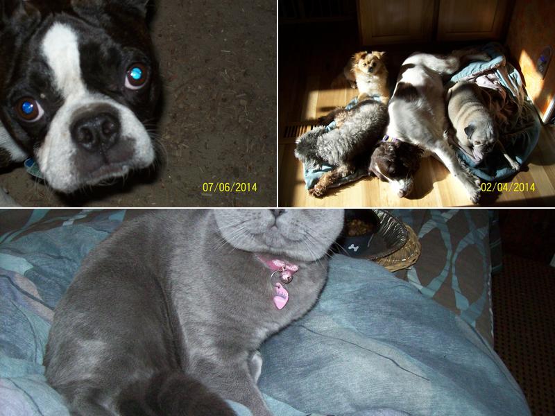 Everything Furry Plus