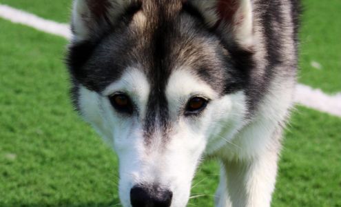 Richelieu Valley Canine Center Saint-basile-le-grand