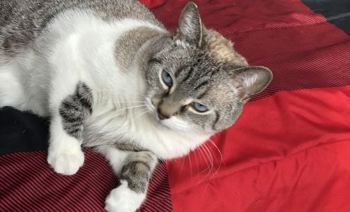 Inspecteur Canin Saint-lin-laurentides