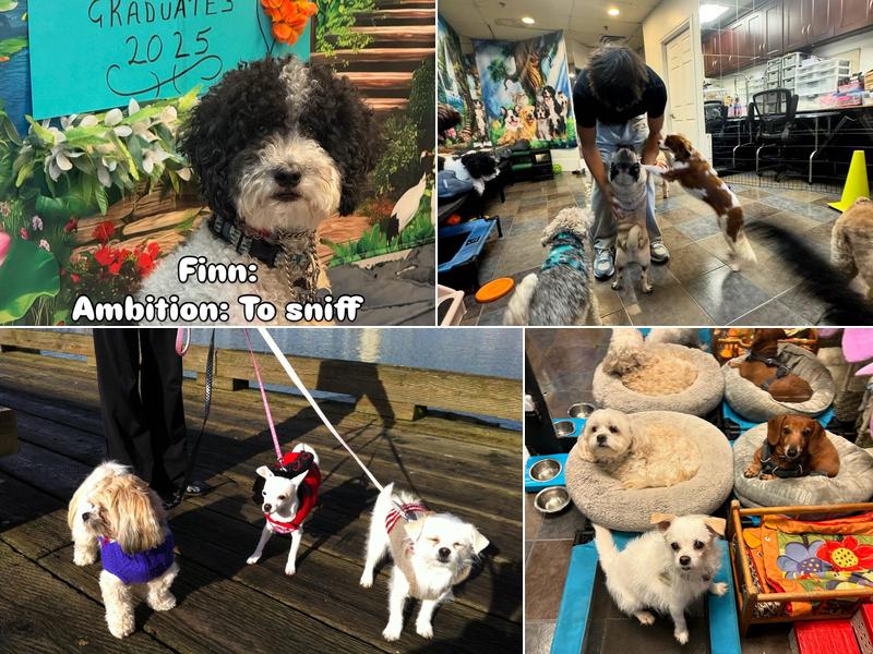 Pipsqueak Pups Doggy Daycare & Home Boarding