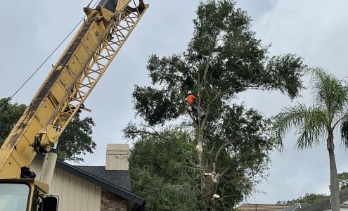 Dirmeyer Tree Services LLC Webber St, Sarasota Florida 34232