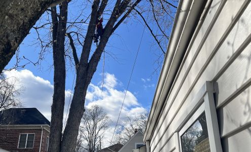 Stringfellow's Tree Service 1545 Gough Ln, Amissville Virginia 20106