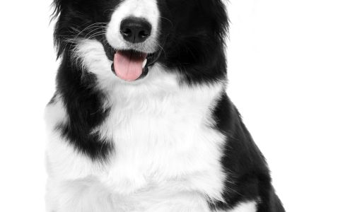 Stephan Hidden Fence Inc