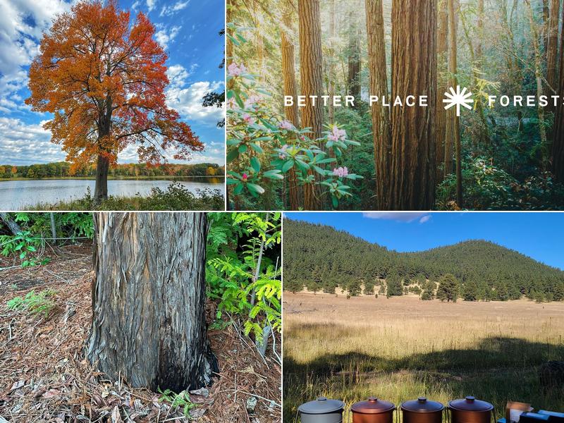 Better Place Forests