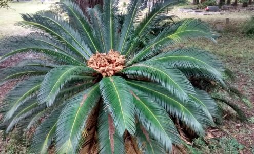Laurel Grove Cemetery