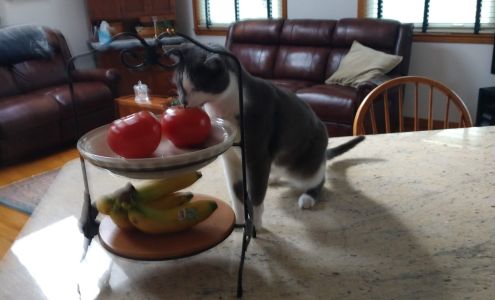 Jacobs Funeral Home 405 W Cayuga St, Iron River Michigan 49935