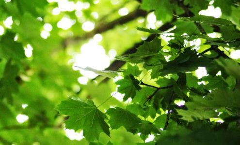 The Nashville Handyman