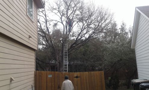 Arbor Logical Tree Care