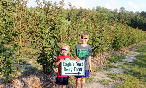 Eagles Nest Berry Farm 1556 Currie Mill Rd, Jackson Springs North Carolina 27281