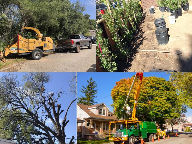 Sapwood Tree Care & Landscape