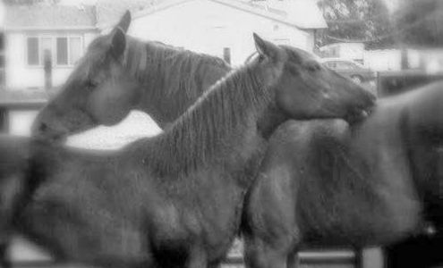 South Central Equine Crematory 28232 Farm to Market 2920, Waller Texas 77484