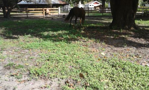 Premier Surfaces Inc