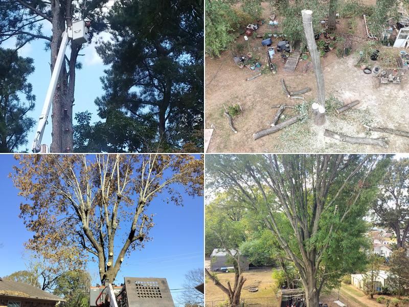 All Green Tree Services