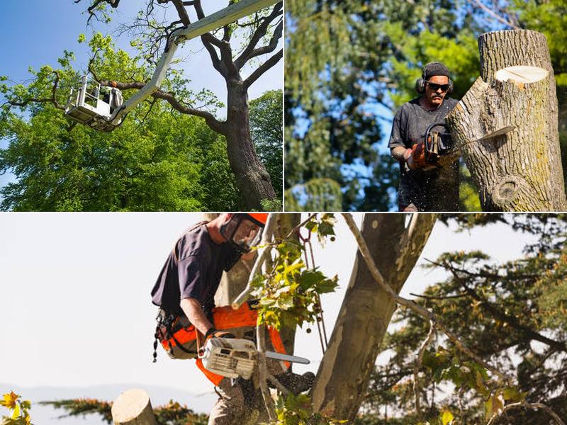 Chuckwood Tree Service