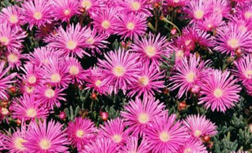 Hanna's Nursery N Feed