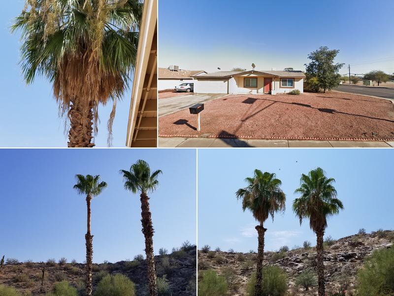 Gonzalez Tree Service LLC