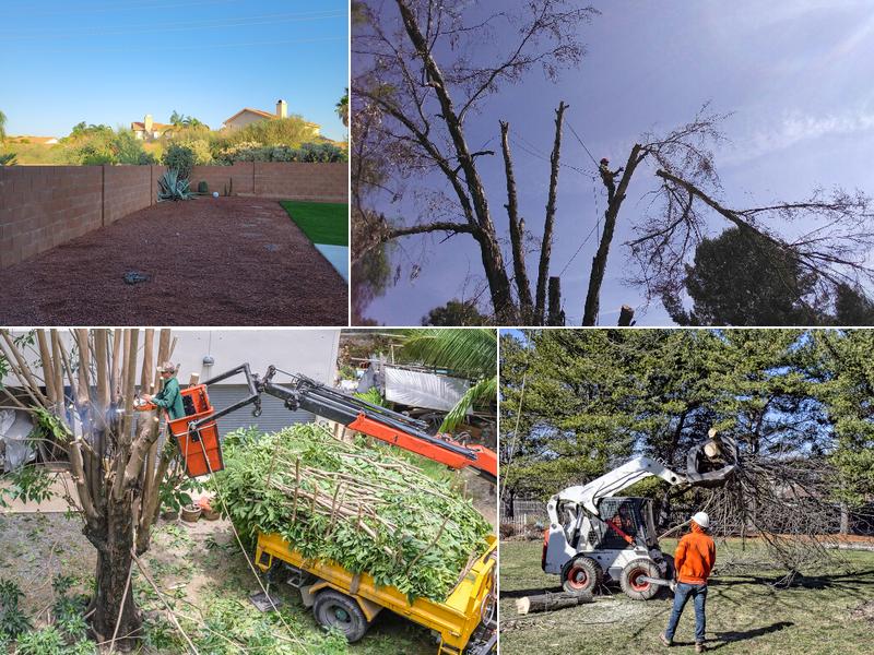 ?Oro Valley Tree Service