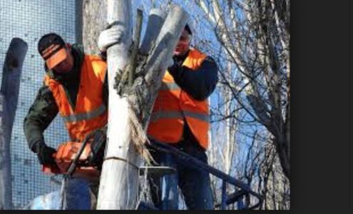 Tree Service Surprise