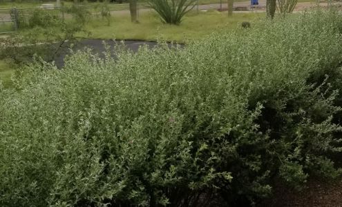 M. & M. Landscaping Maintenance