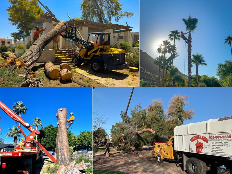 Harris & Sons Tree Specialists