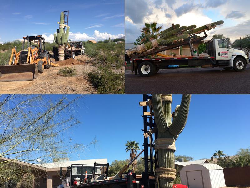 Preserving Tree and Cactus Service, LLC